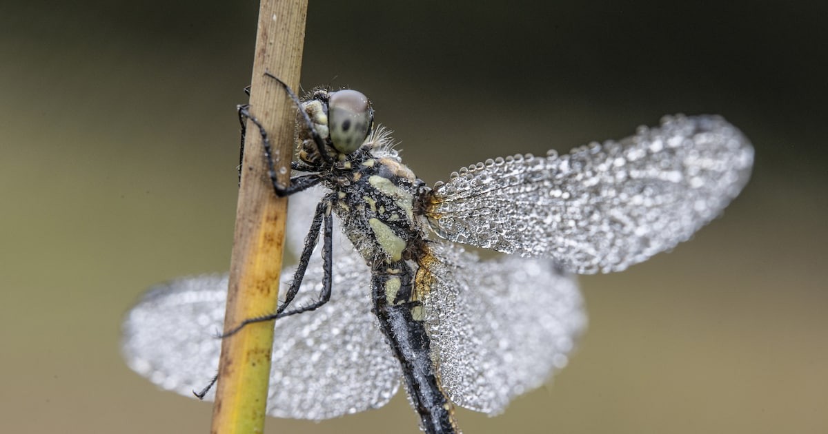Droogte zet Nederlandse ecosystemen onder structurele druk: analyse van de gevolgen voor flora en fauna