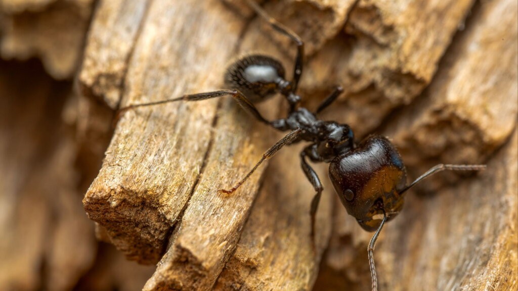 Hittegolf versnelt insectenplagen: wat betekenen de hogere temperaturen voor ongedierte in huis?