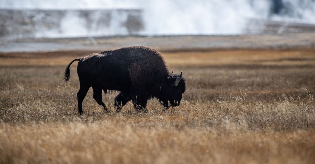 Genetische diversiteit van Amerikaanse bizon vereist gecoördineerd beheer