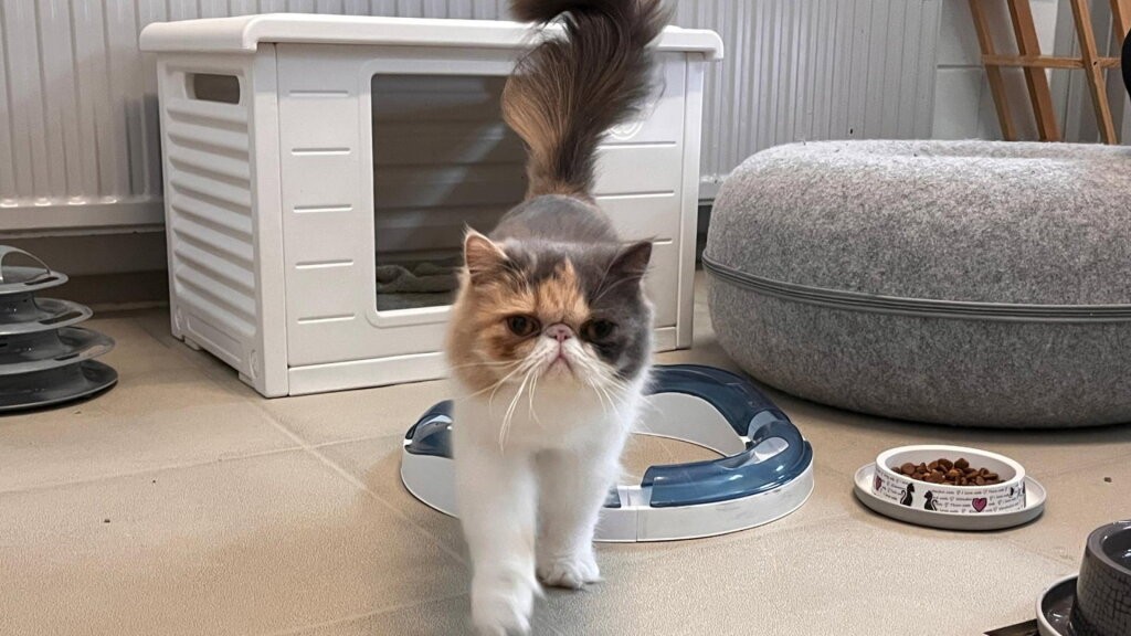 Kattenwelzijn: Asiel De Dierenstee meldt significant herstel na grootschalige dierenbeschermingsinterventie
