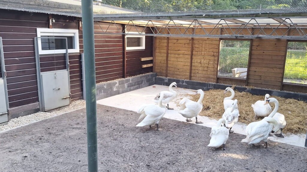 Rattenoverlast bij vogelopvang De Houtsnip structureel aangepakt met betonvloeren